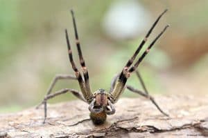 aranha-armadeira