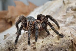 aranha-caranguejeira