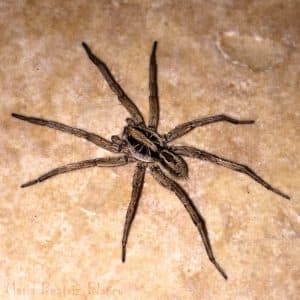 aranha-de-grama