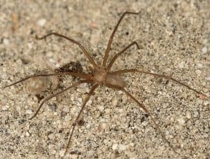 aranha-marrom