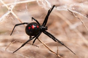 aranha-viuva-negra