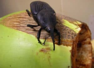 broca-de-coqueiro