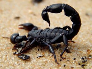 escorpiao-preto-ou-marrom