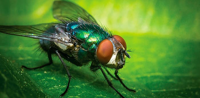 mosca-varejeira