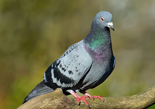pombo-comum