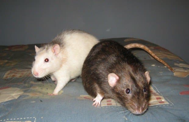 rato-domestico