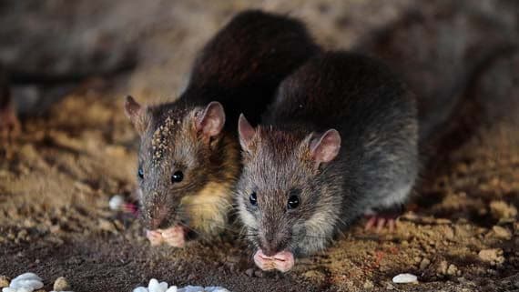 rato-marrom