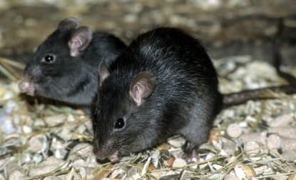 rato-negro
